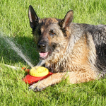 ¿Tu perro vive en el jardín? Aquí unos tips para cuidarlo