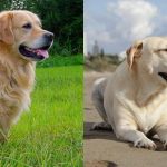 Diferencias entre Labrador Retriever y Golden Retriever