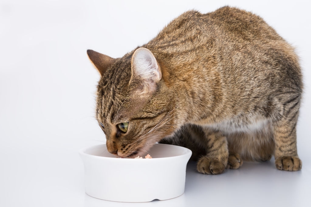 En este artículo quiero hablarte sobre los componentes más importantes del pienso para gatos. 